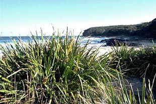 Lomandra